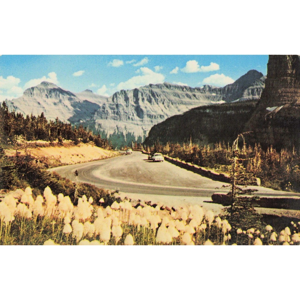 Vintage Glacier National Park Postcard Bear Grass Going-to-the-Sun Highway MT